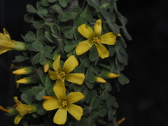 Oxalis gigantea
