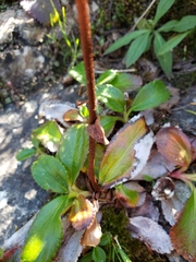 Leptarrhena pyrolifolia