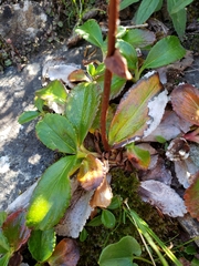 Leptarrhena pyrolifolia