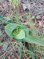 Colchicum eucomoides