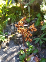 Leptarrhena pyrolifolia