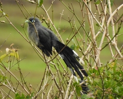 Phaenicophaeus viridirostris