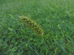 Setaria