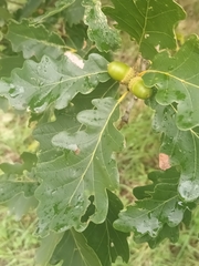 Quercus petraea