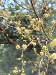 Vachellia leucophloea