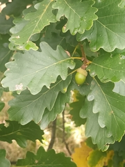 Quercus petraea