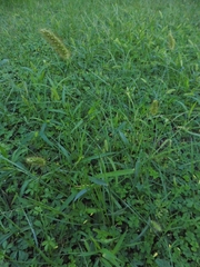 Setaria