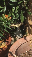 Papilio polyxenes rudkini