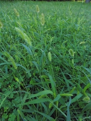 Setaria