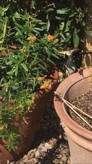 Papilio polyxenes rudkini