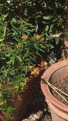 Papilio polyxenes rudkini