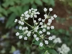 Saposhnikovia divaricata