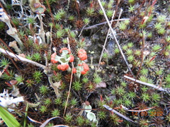 Cladonia cristatella