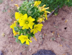 Oxalis virgosa