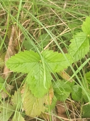 Fragaria viridis