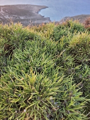 Genista acanthoclada