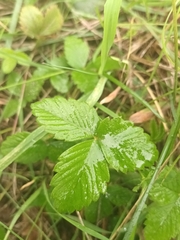 Fragaria viridis