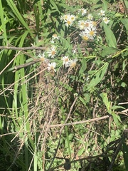 Boltonia asteroides