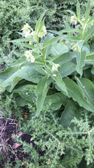 Symphytum officinale