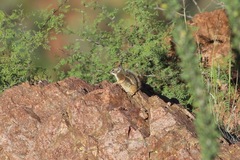 Ammospermophilus interpres