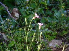 Silene cretica