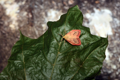 Miltochrista miniata