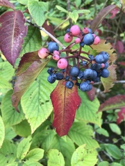 Viburnum