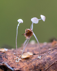 Mycena tenerrima