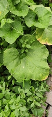 Cucurbita moschata