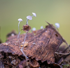 Mycena tenerrima