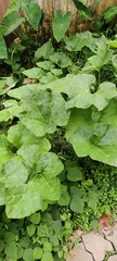 Cucurbita moschata