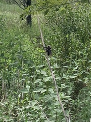 Mallophora leschenaulti