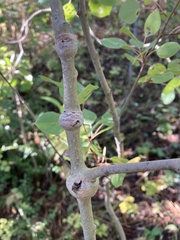 Euhexomyza schineri