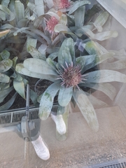 Aechmea fasciata