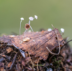 Mycena tenerrima