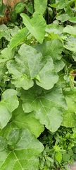 Cucurbita moschata