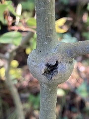 Euhexomyza schineri
