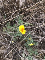Eschscholzia californica