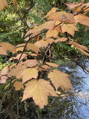 Acer spicatum