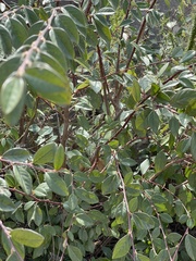 Cotoneaster glaucophyllus