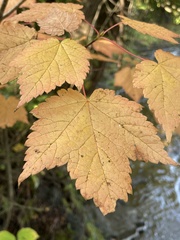 Acer spicatum