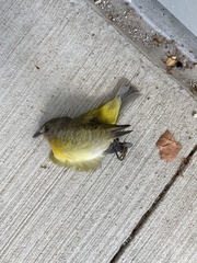 Leiothlypis ruficapilla