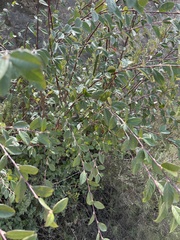 Cotoneaster glaucophyllus