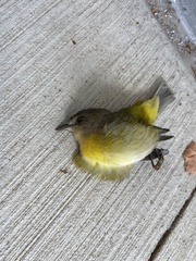 Leiothlypis ruficapilla