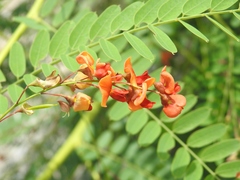 Sesbania vesicaria