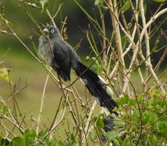 Phaenicophaeus viridirostris