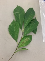 Lindera benzoin