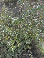 Cotoneaster glaucophyllus