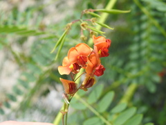 Sesbania vesicaria