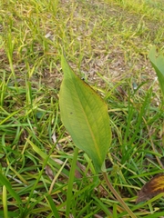 Alisma plantago-aquatica